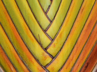 10 TRAVELLER'S PALM TREE Ravenala Madagascariensis Flower Houseplant Seeds